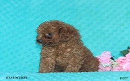 Toy Poodle dogs for sale: Beauty - Image 3