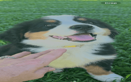 Bernese Mountain Dog dogs for sale: Yellow Girl - Image 3