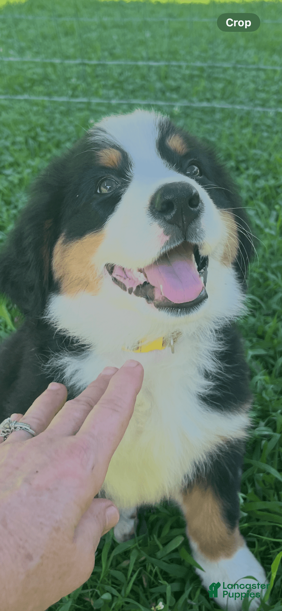 Bernese Mountain Dog dogs for sale: Yellow Girl - Image 3