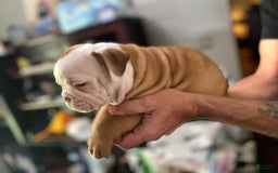 Olde English Bulldogge dogs for sale: Dot - Image 5