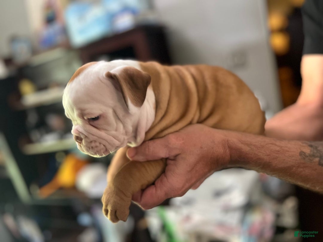 Olde English Bulldogge dogs for sale: Dot - Image 5