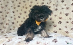 Miniature Schnauzer dogs for sale: Chaos - Image 1