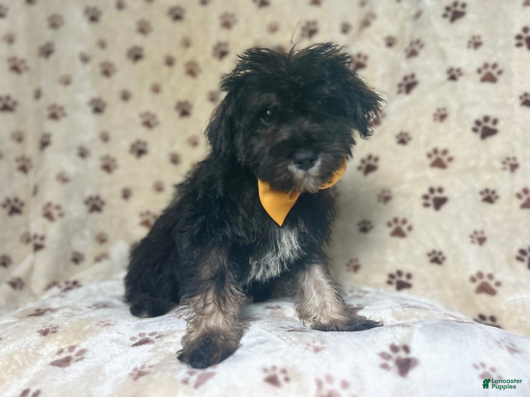 Miniature Schnauzer dogs for sale: Chaos - Image 1