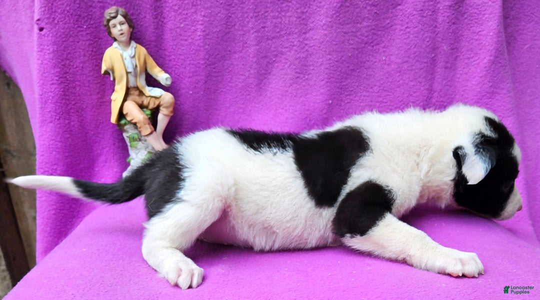 Border Collie dogs for sale: Fasti - Image 14