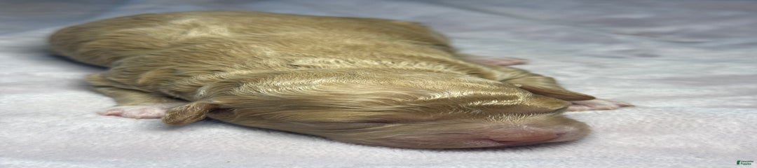 Rapunzel