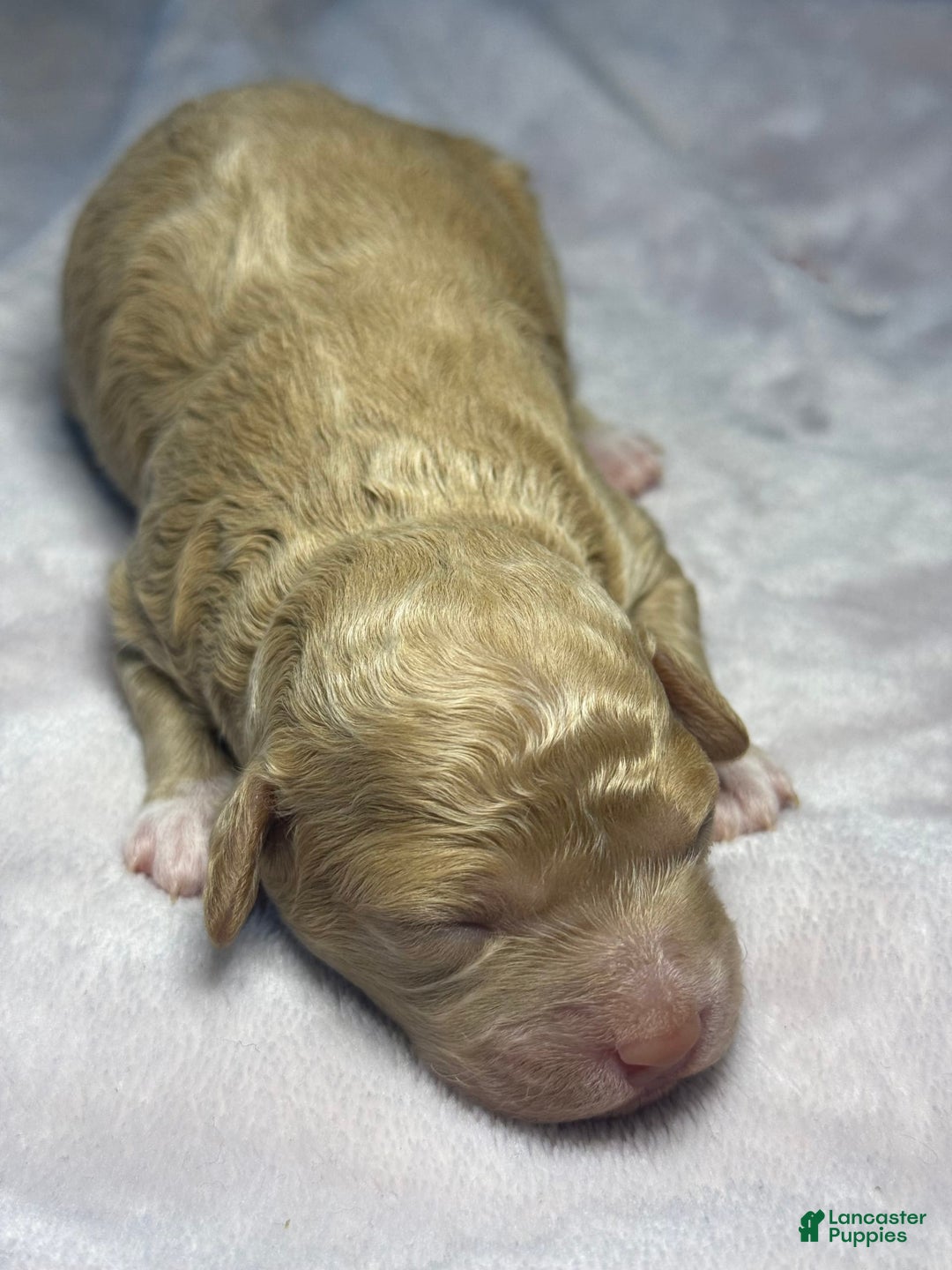 Miniature Poodle dogs for sale: Rapunzel - Image 5