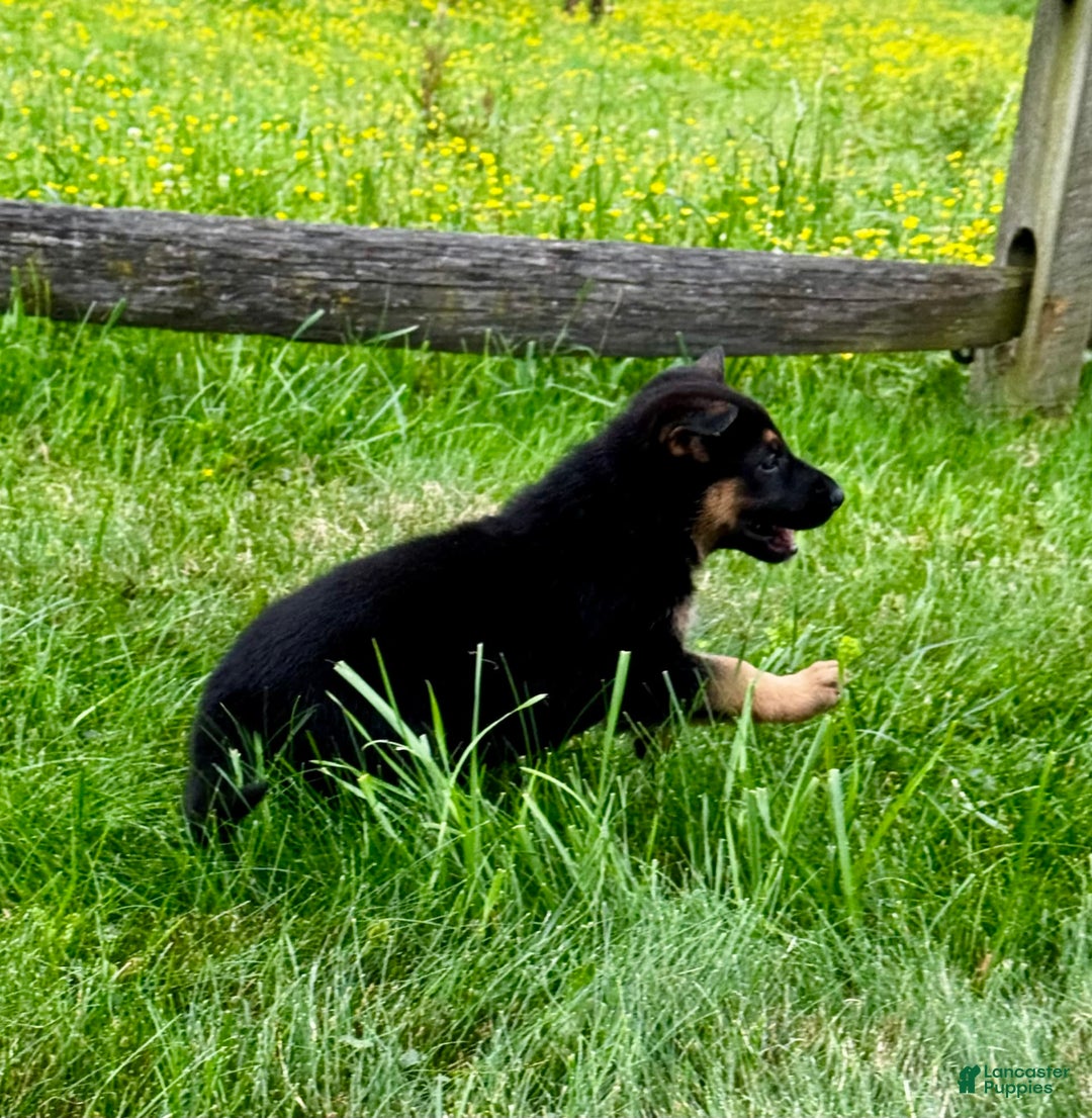 German Shepherd dogs for sale: Drama Girl - Image 18
