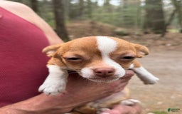 Chihuahua dogs for sale: Romeo - Image 17