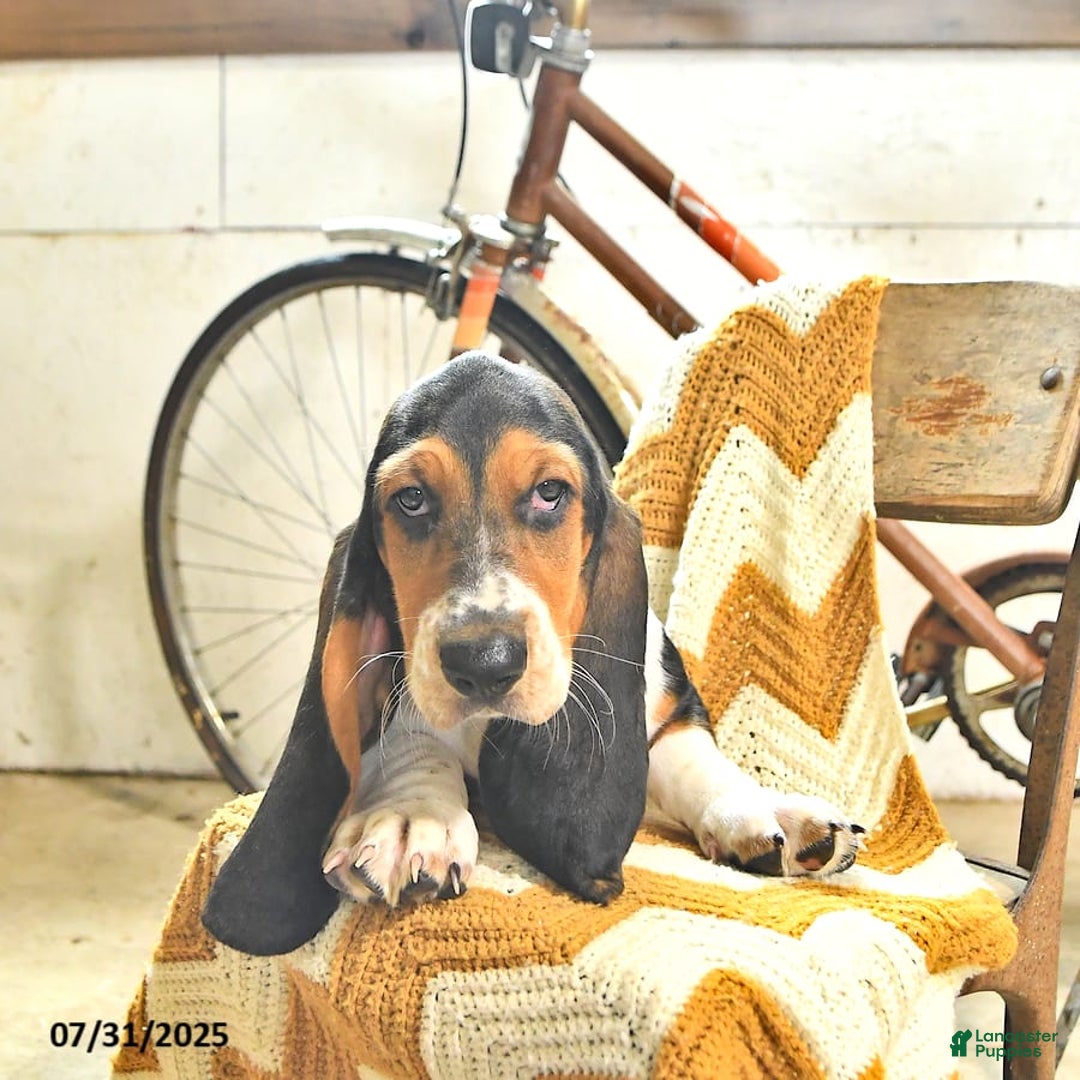 Basset Hound dogs for sale: Shanda - Image 11