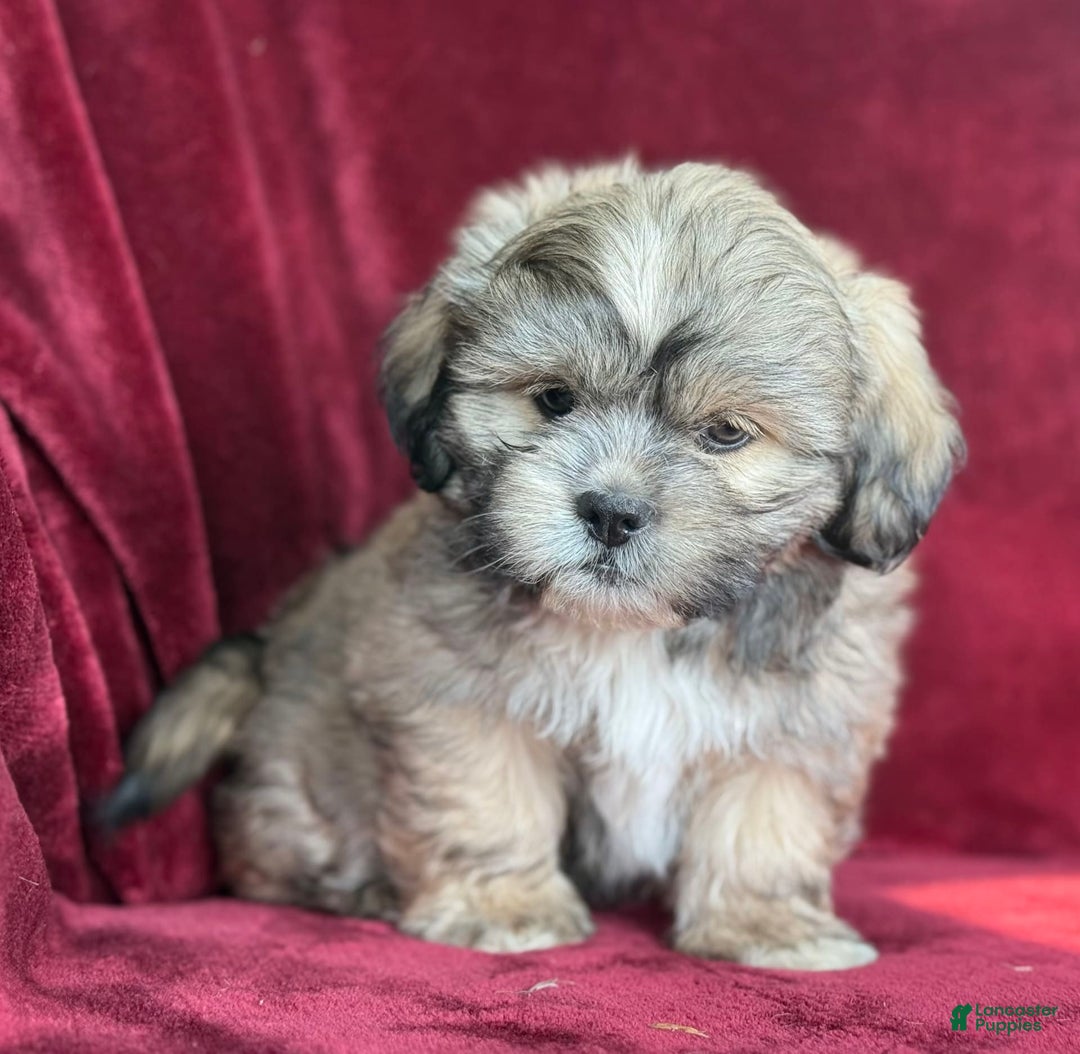 Shih Tzu dogs for sale: Dick - Image 9