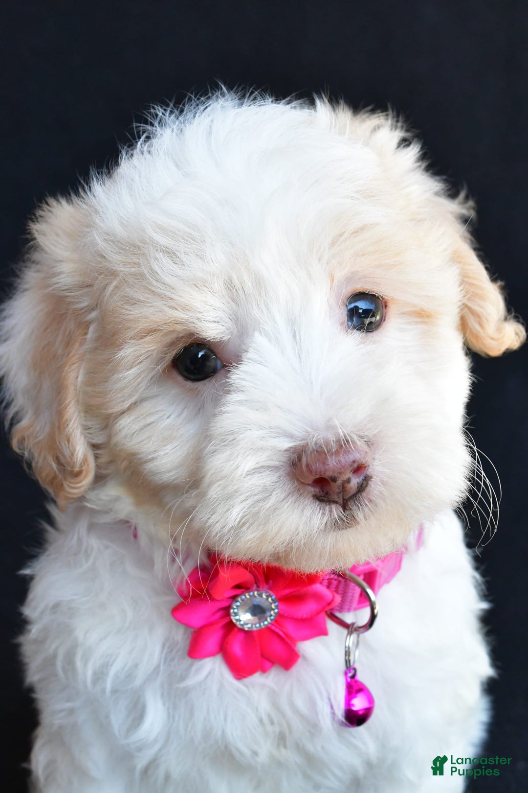 Havapoo dogs for sale: Molly - Image 9