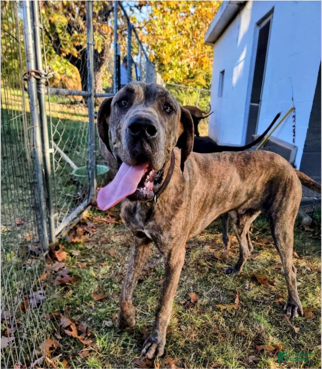 Great Dane dogs for sale: Sally Akc Harlequin - Image 18