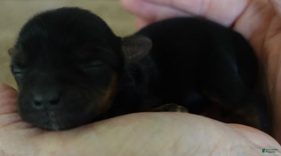 Yorkshire Terrier dogs for sale: Nessie - Image 7