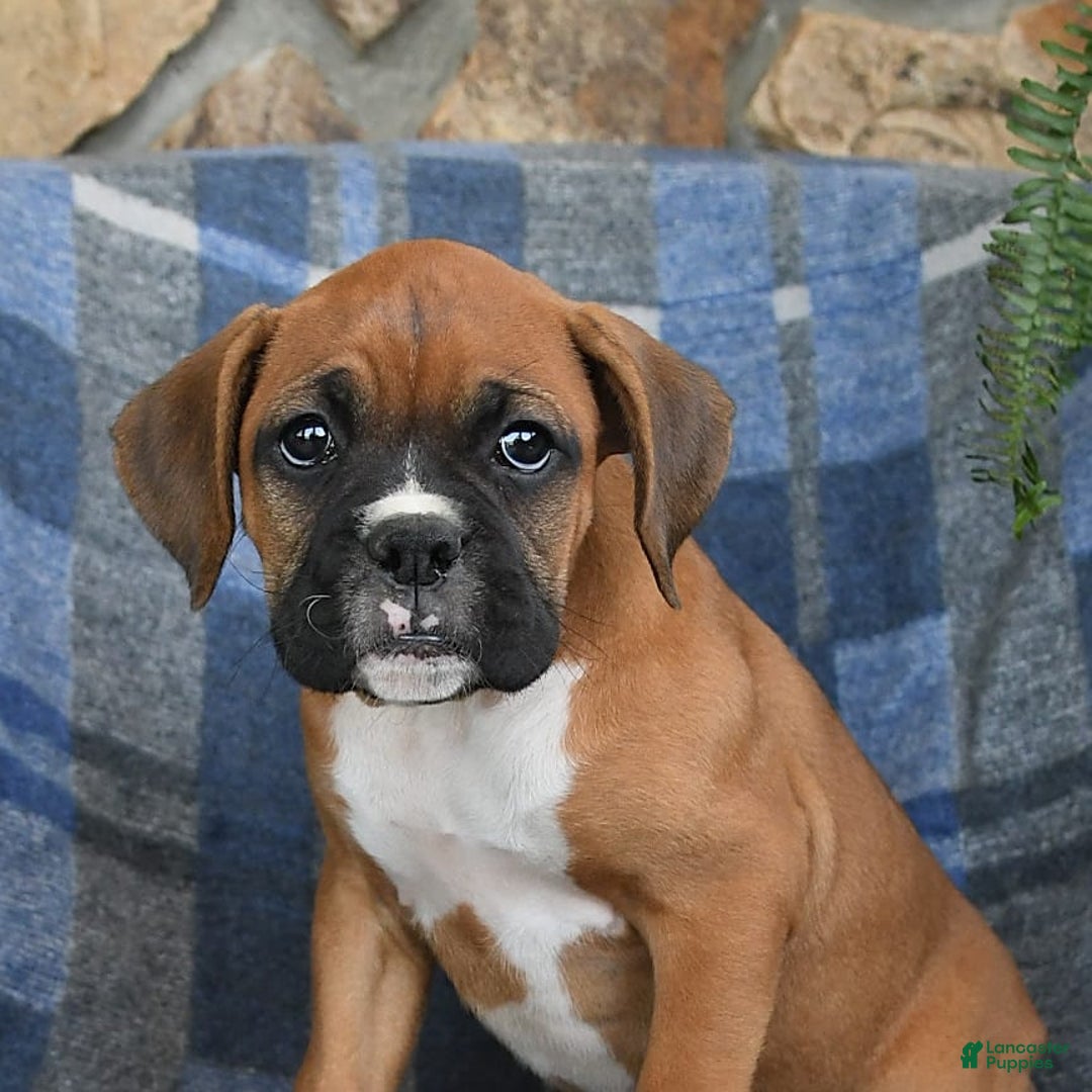 Boxer dogs for sale: Willow - Image 3