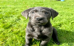 Labrador Retriever dogs for sale: Maxi - Image 6