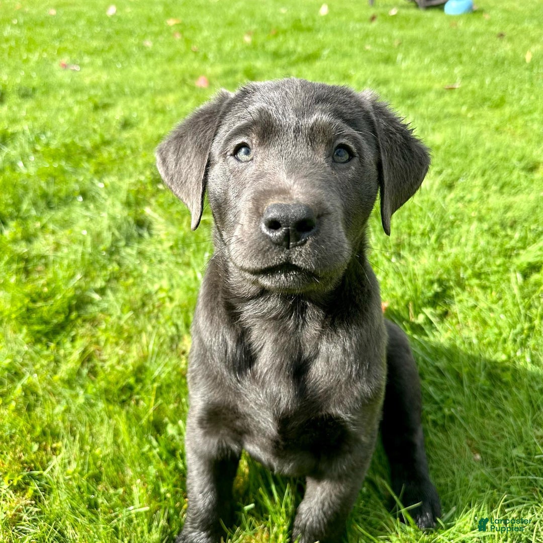 Labrador Retriever dogs for sale: Maxi - Image 6