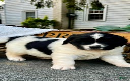 Newfoundland dogs for sale: Baby❤️akc❤️ - Image 2