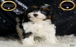 Cavapoo dogs for sale: Cookie - Image 8