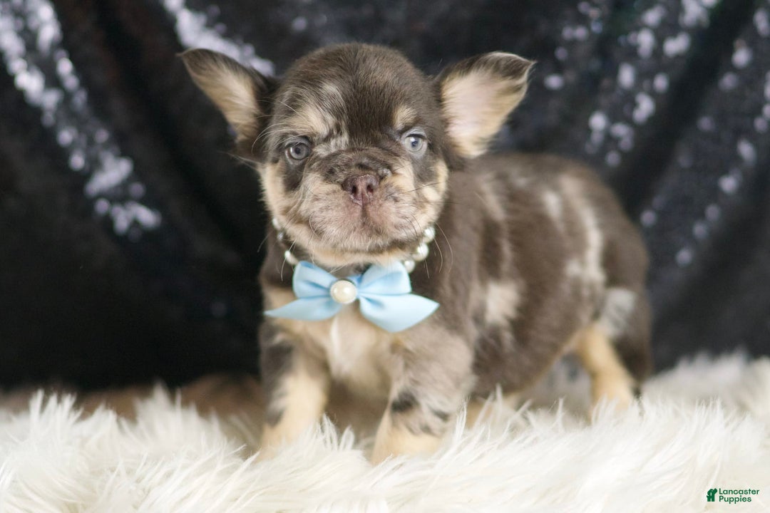 French Bulldog dogs for sale: Dexter - Image 2