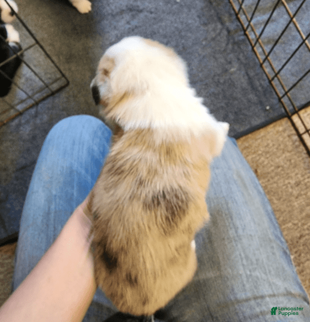 Welsh Corgi Pembroke dogs for sale: Girl 1 - Image 3