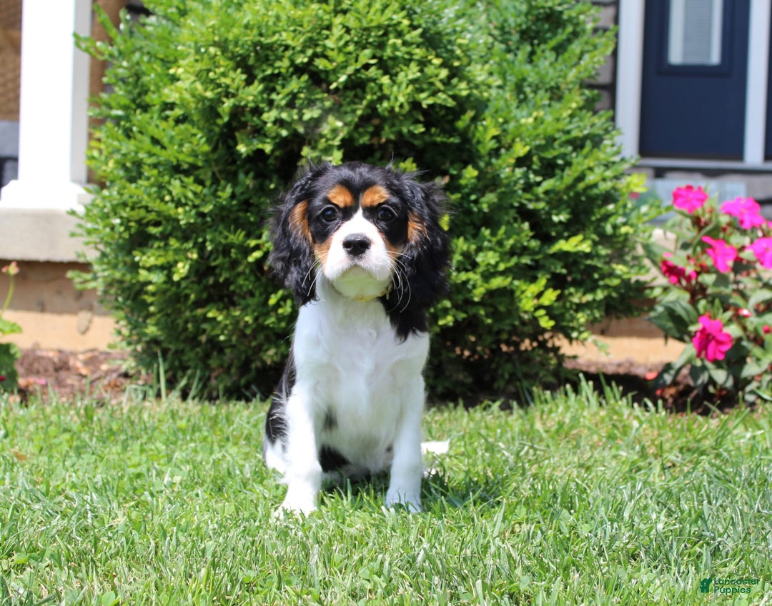 Cavalier King Charles Spaniel dogs for sale: Toby - Image 33
