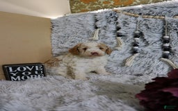 Mini Goldendoodle dogs for sale: Katie - Image 6
