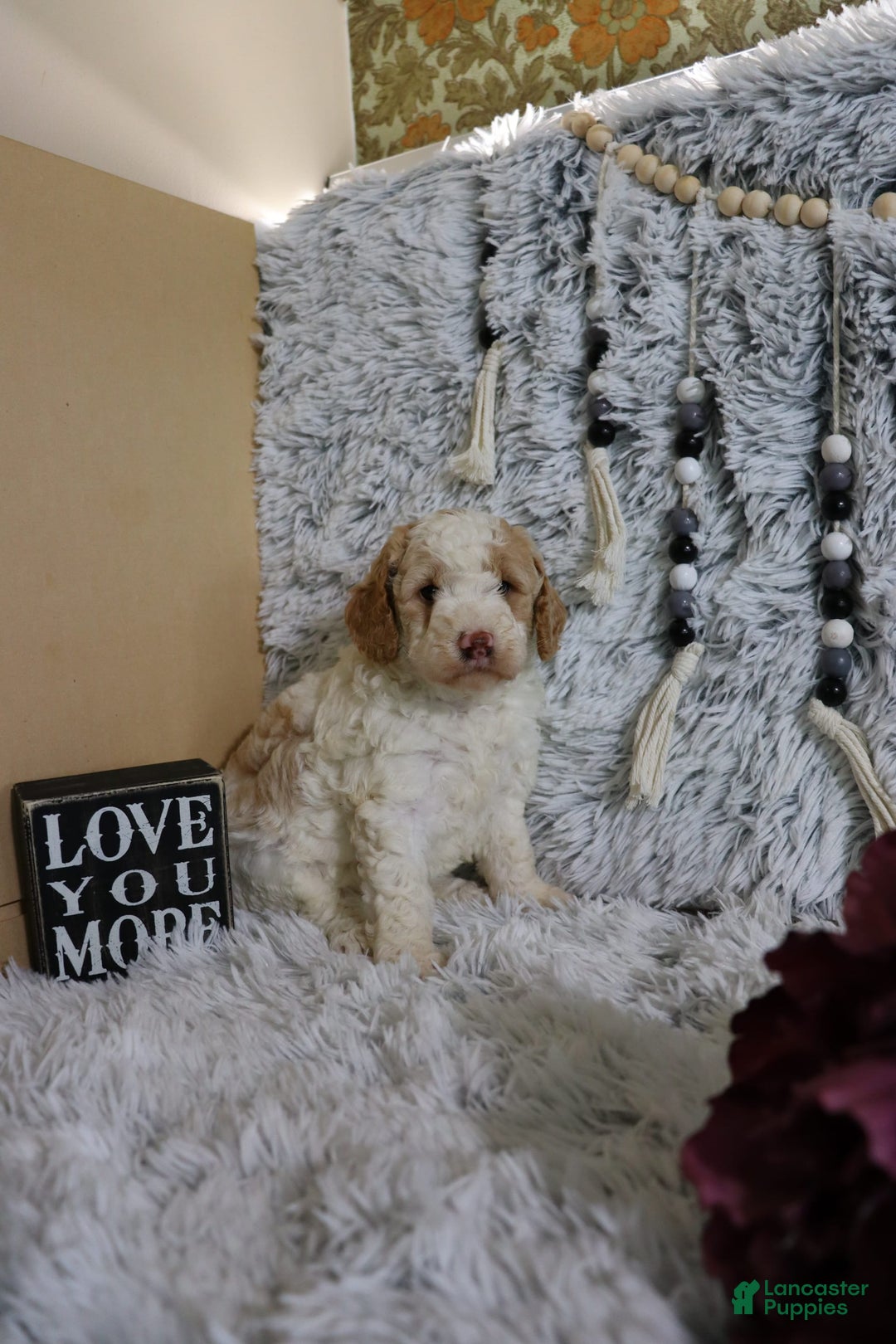 Mini Goldendoodle dogs for sale: Katie - Image 6