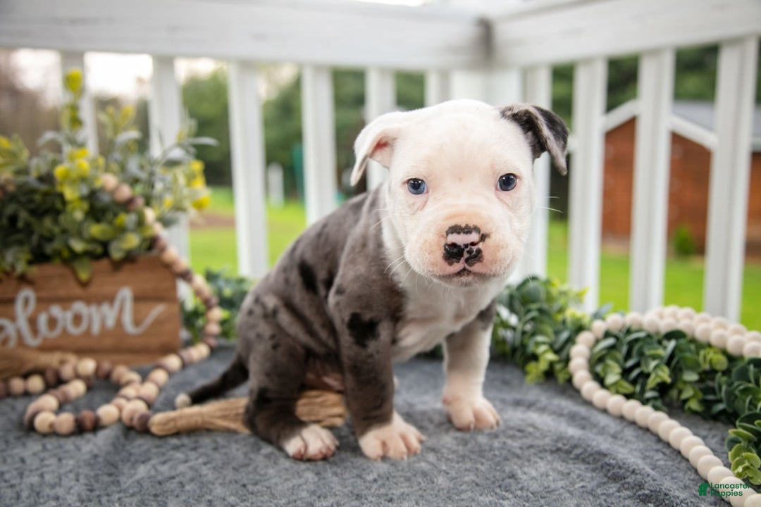 Olde English Bulldogge dogs for sale: Creed - Image 1