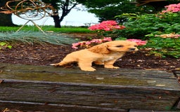 Cavapoo dogs for sale: Rosie - Image 1