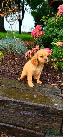 Cavapoo dogs for sale - Ad 4