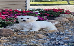 Coton De Tulear dogs for sale: Chloe - Image 4