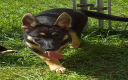 German Shepherd dogs for sale: Heidi - Image 8