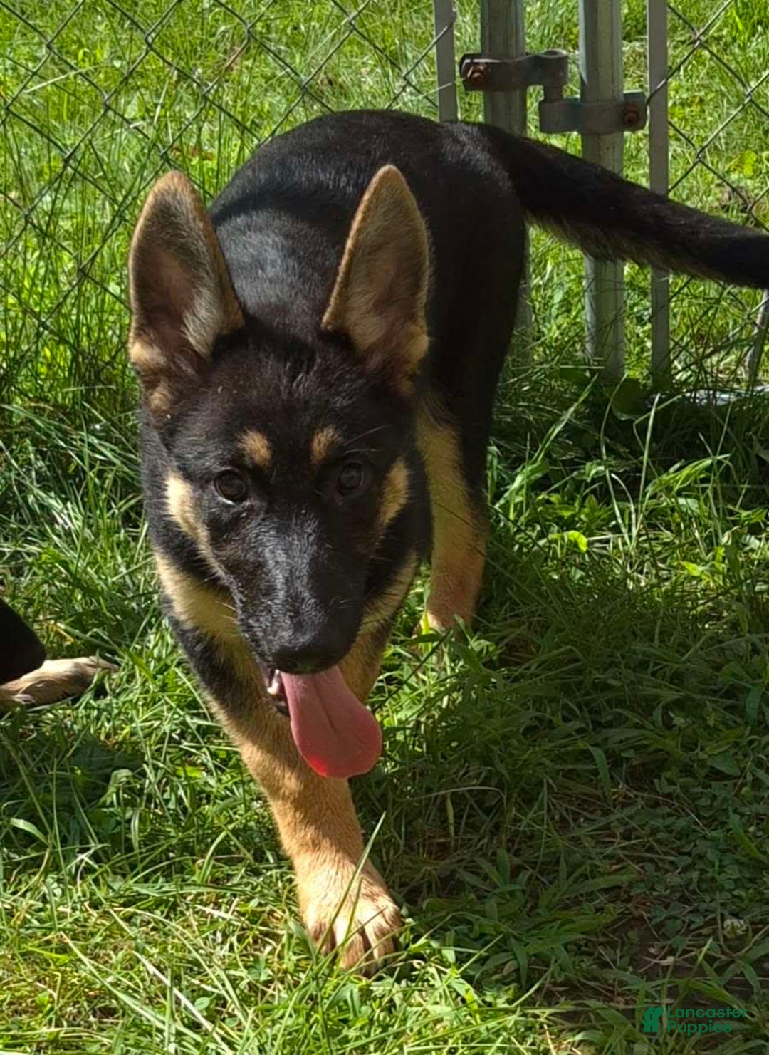 German Shepherd dogs for sale: Heidi - Image 8