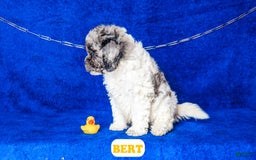 Cavapoo dogs for sale: Bert - Image 8