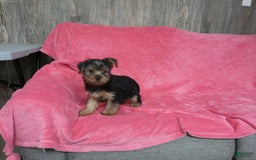 Yorkshire Terrier dogs for sale: Buddy - Image 15