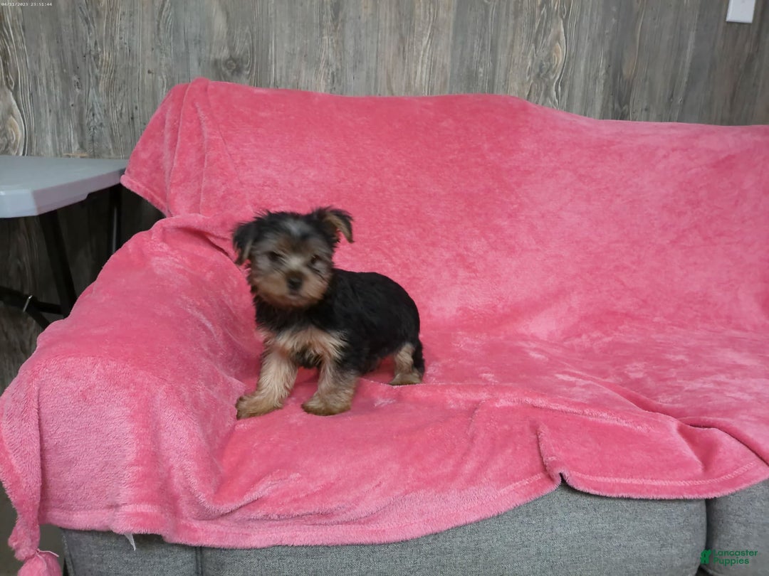 Yorkshire Terrier dogs for sale: Buddy - Image 15