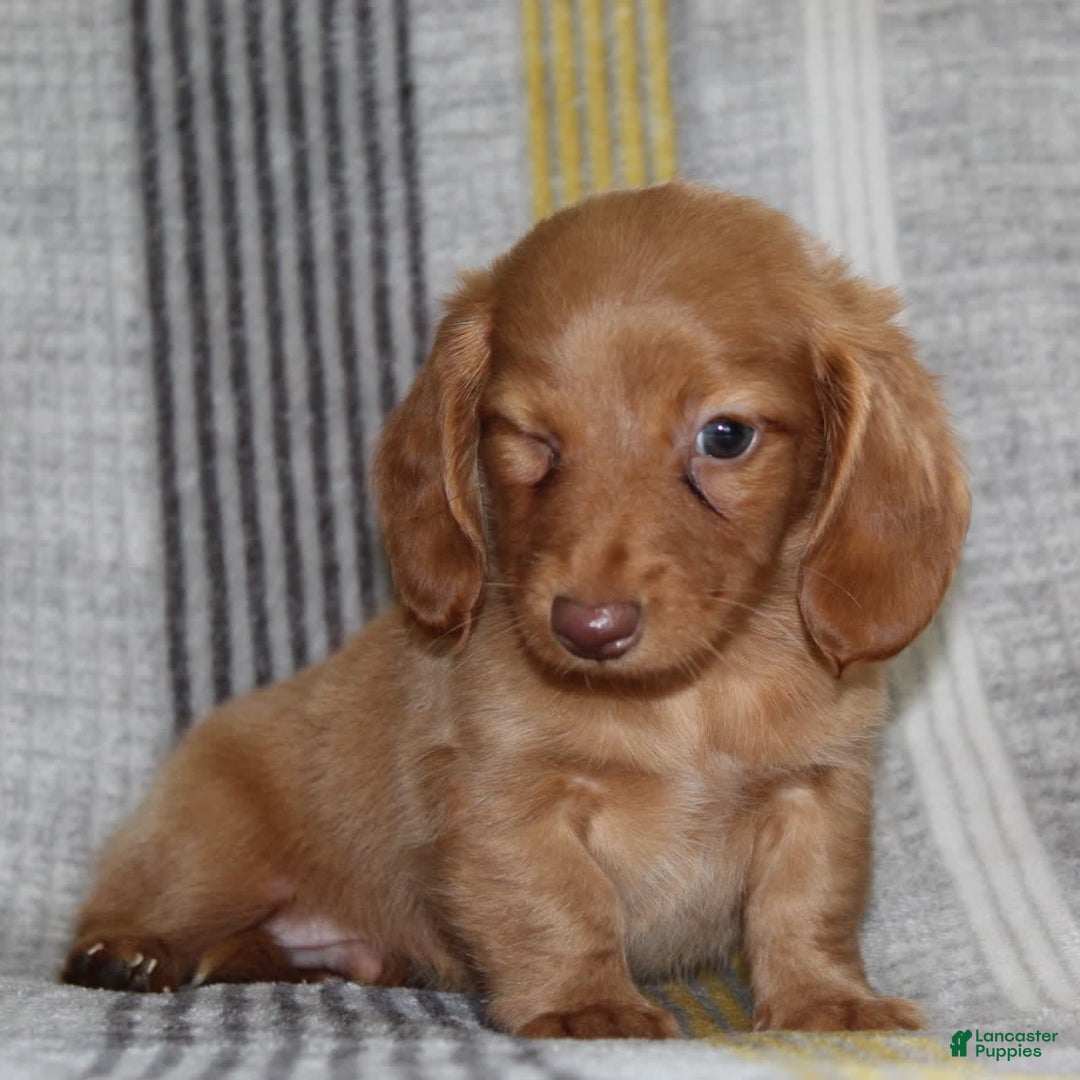 Miniature Dachshund dogs for sale: Zack - Image 15