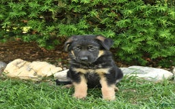 German Shepherd dogs for sale: Meg - Image 3