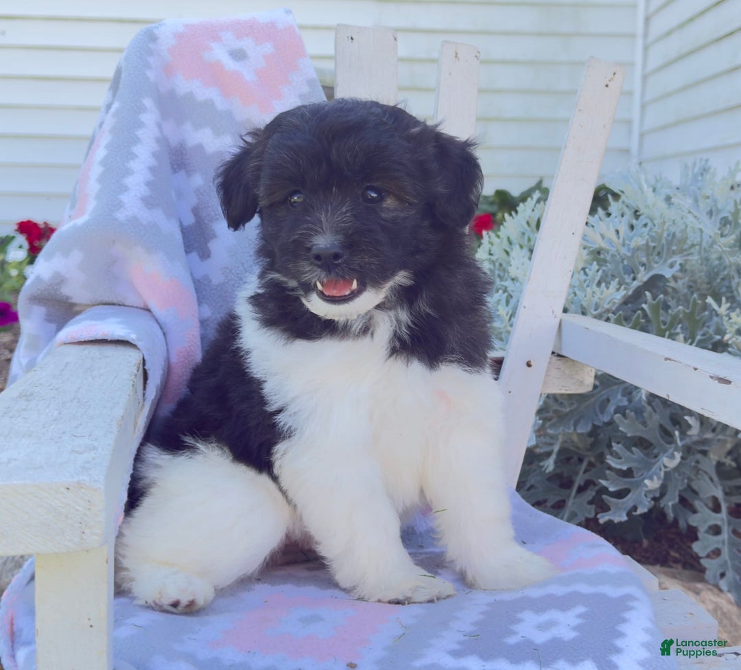 Miniature Poodle dogs for sale: Buster - Image 5