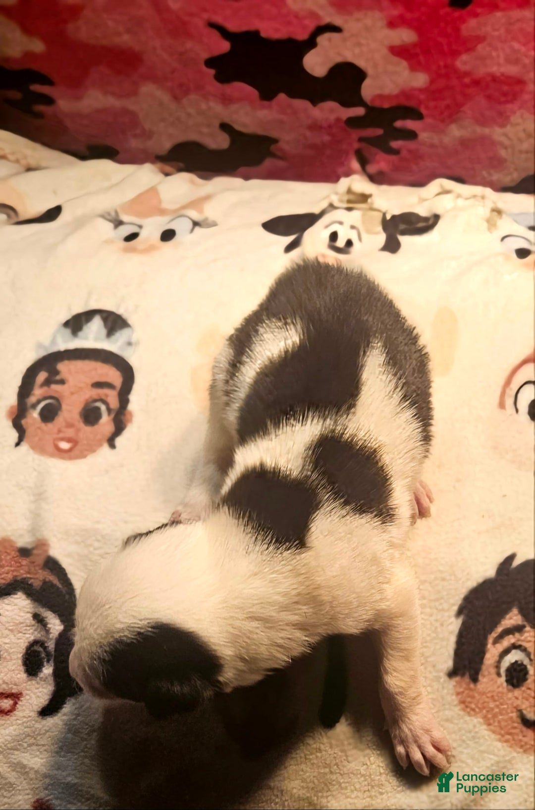 Border Collie dogs for sale: Justi - Image 4