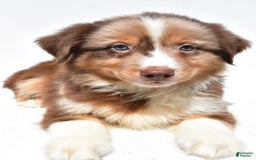Miniature Australian Shepherd dogs for sale: Toby - Image 5