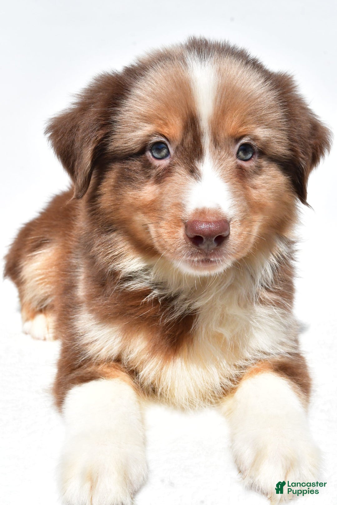 Miniature Australian Shepherd dogs for sale: Toby - Image 5