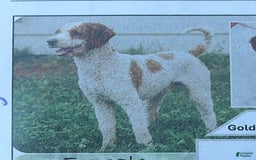 Cavapoo dogs for sale: Tessa - Image 6
