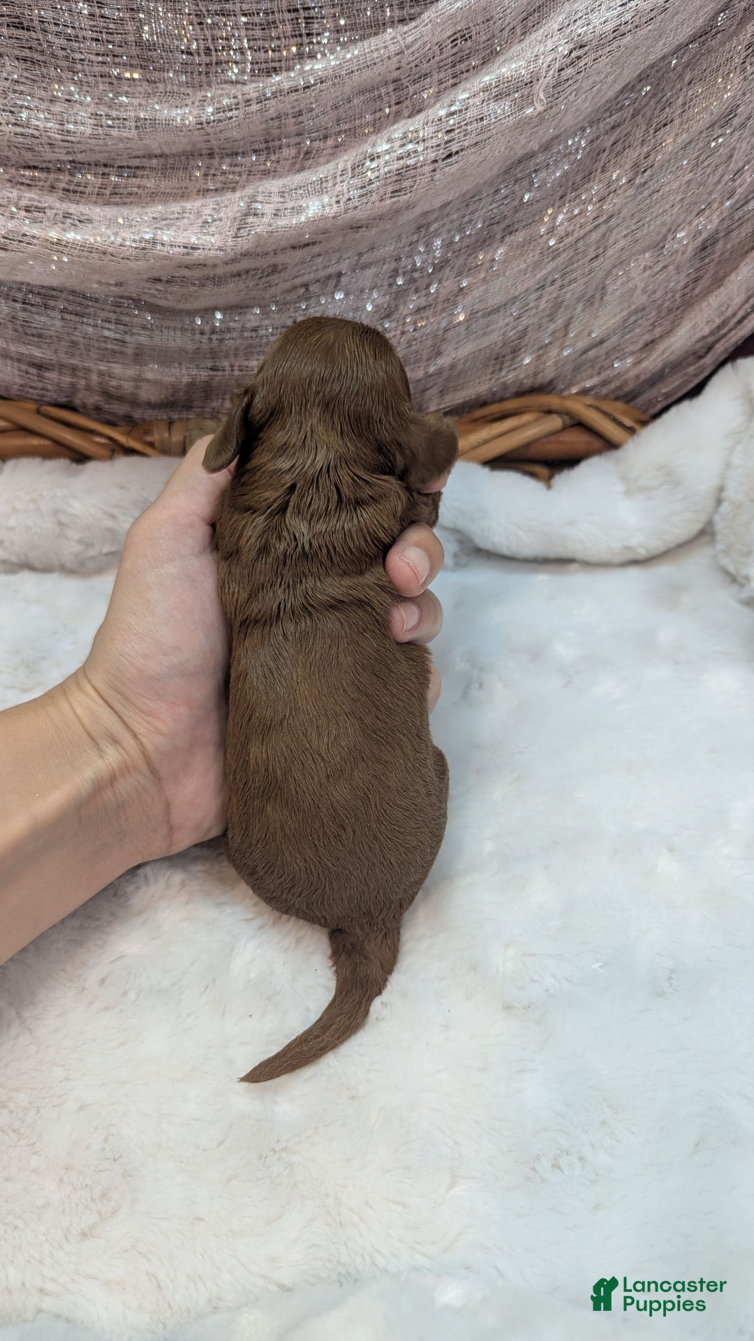Cavapoo dogs for sale: Zeus - Image 13