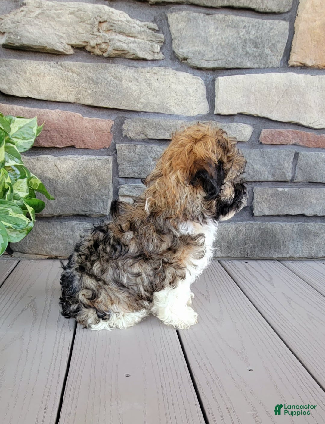 Havapoo dogs for sale: Mario - Image 2