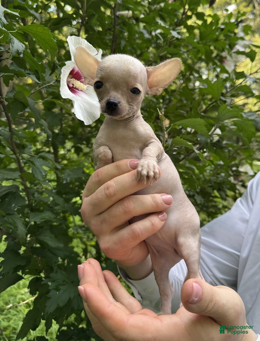 Chihuahua dogs for sale: Carinia - Image 10