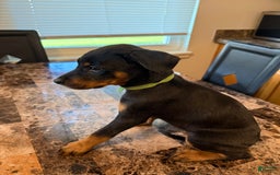 Rottweiler dogs for sale: Green - Image 1