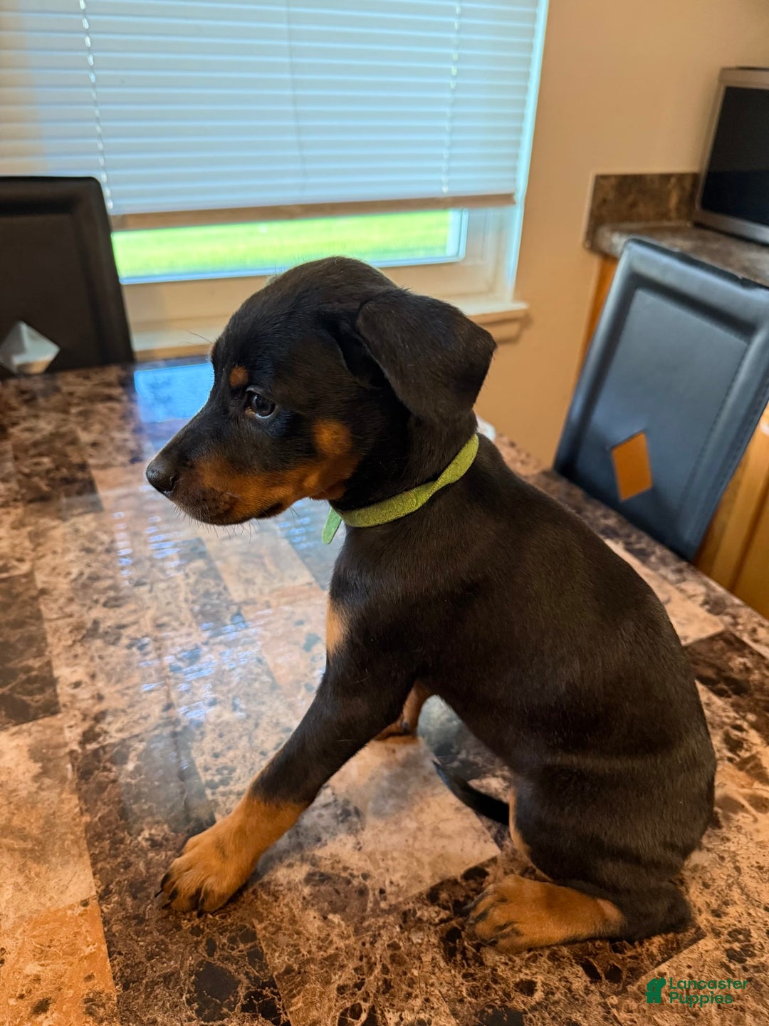 Rottweiler dogs for sale: Green - Image 1