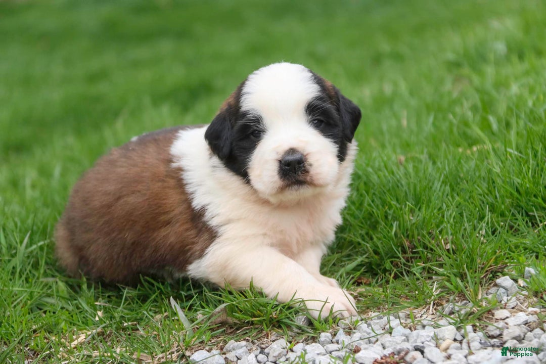 Saint Bernard dogs for sale: Madison - Image 4