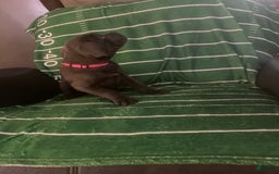 Cane Corso dogs for sale: Dark Pink - Image 2